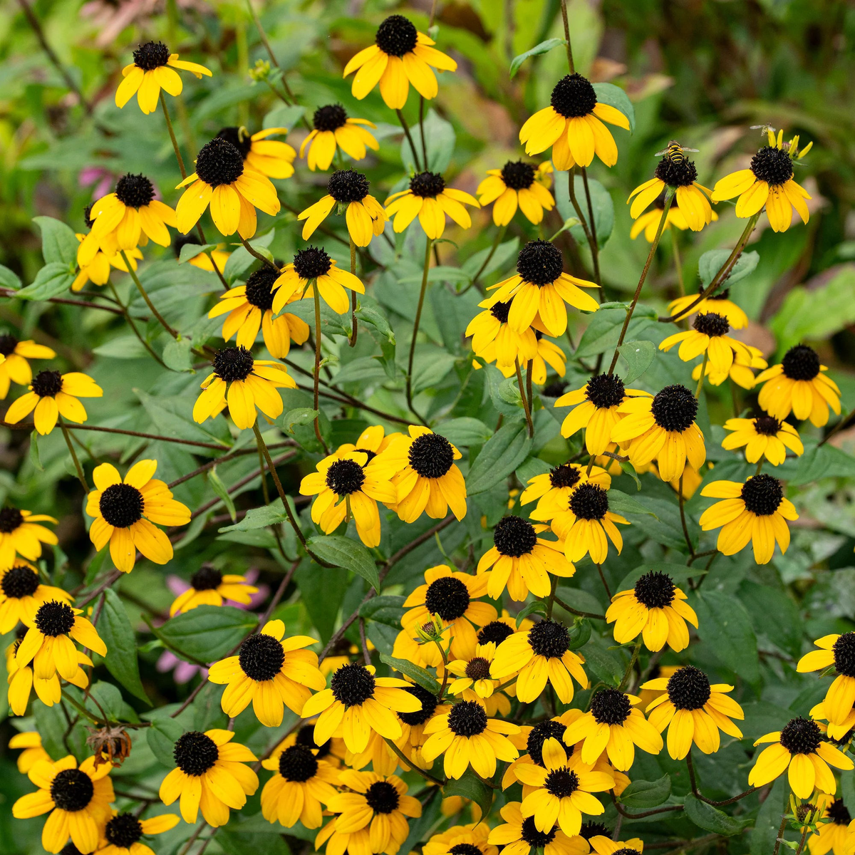 Rudbeckia Triloba Flower seeds for Planting - Wildflower Mix, Heirloom & GMO Free Seeds for Home Garden