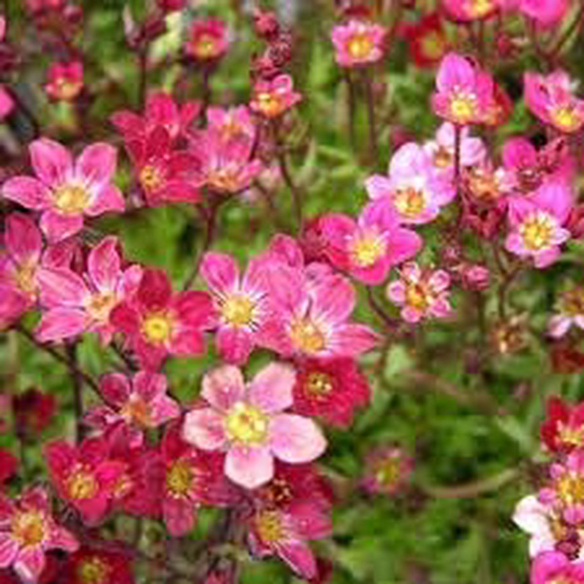 Saxifraga Moss Flower Seeds for Planting, NON GMO Seeds