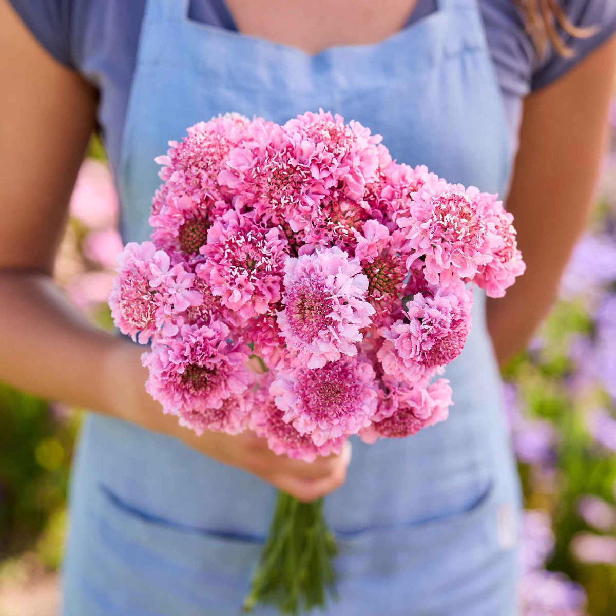 Scabiosa Seeds - Salmon Queen