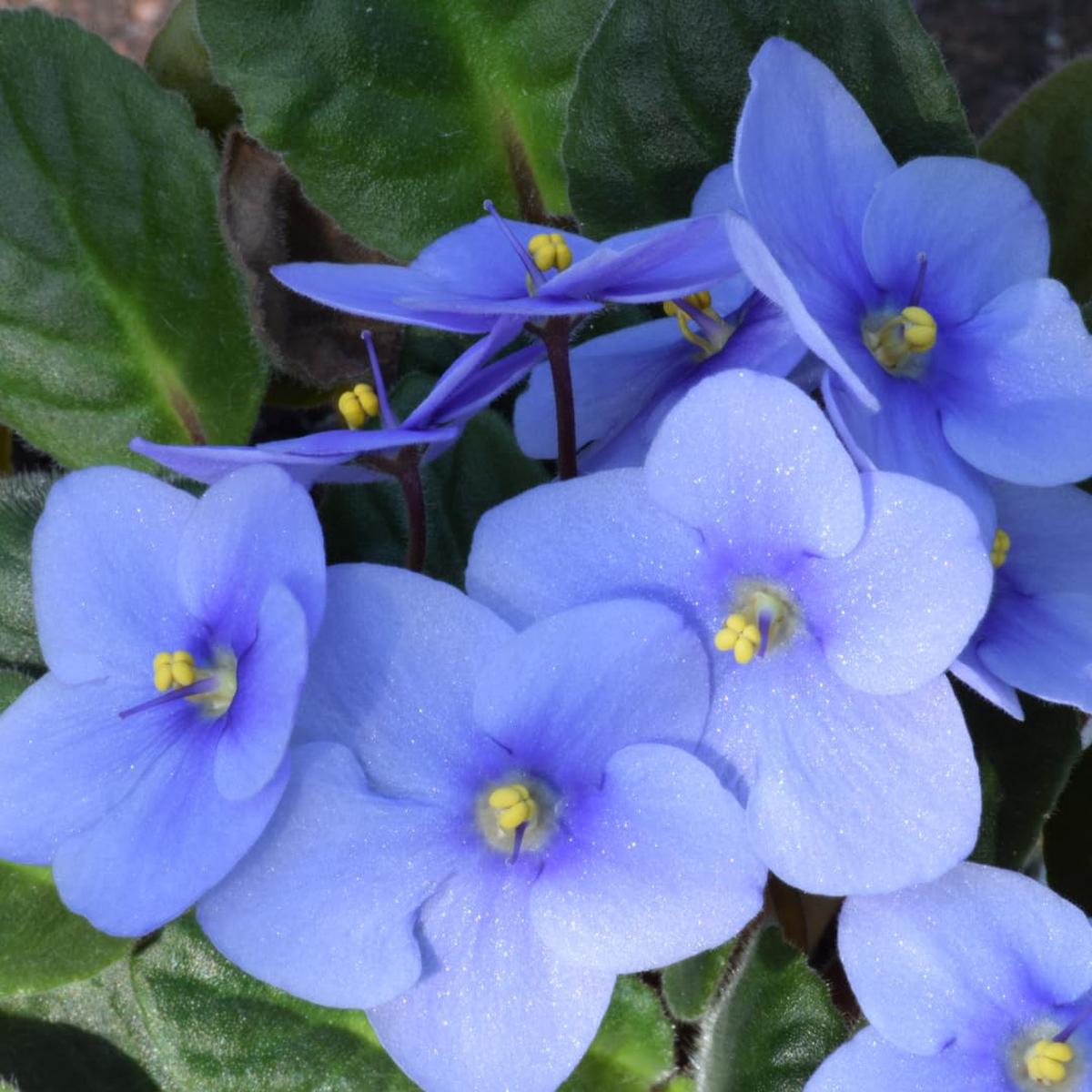 Sky Blue Saintpaulia Flower Seeds for Planting  Heirloom Non-GMO, High Germination Organic Garden Seeds