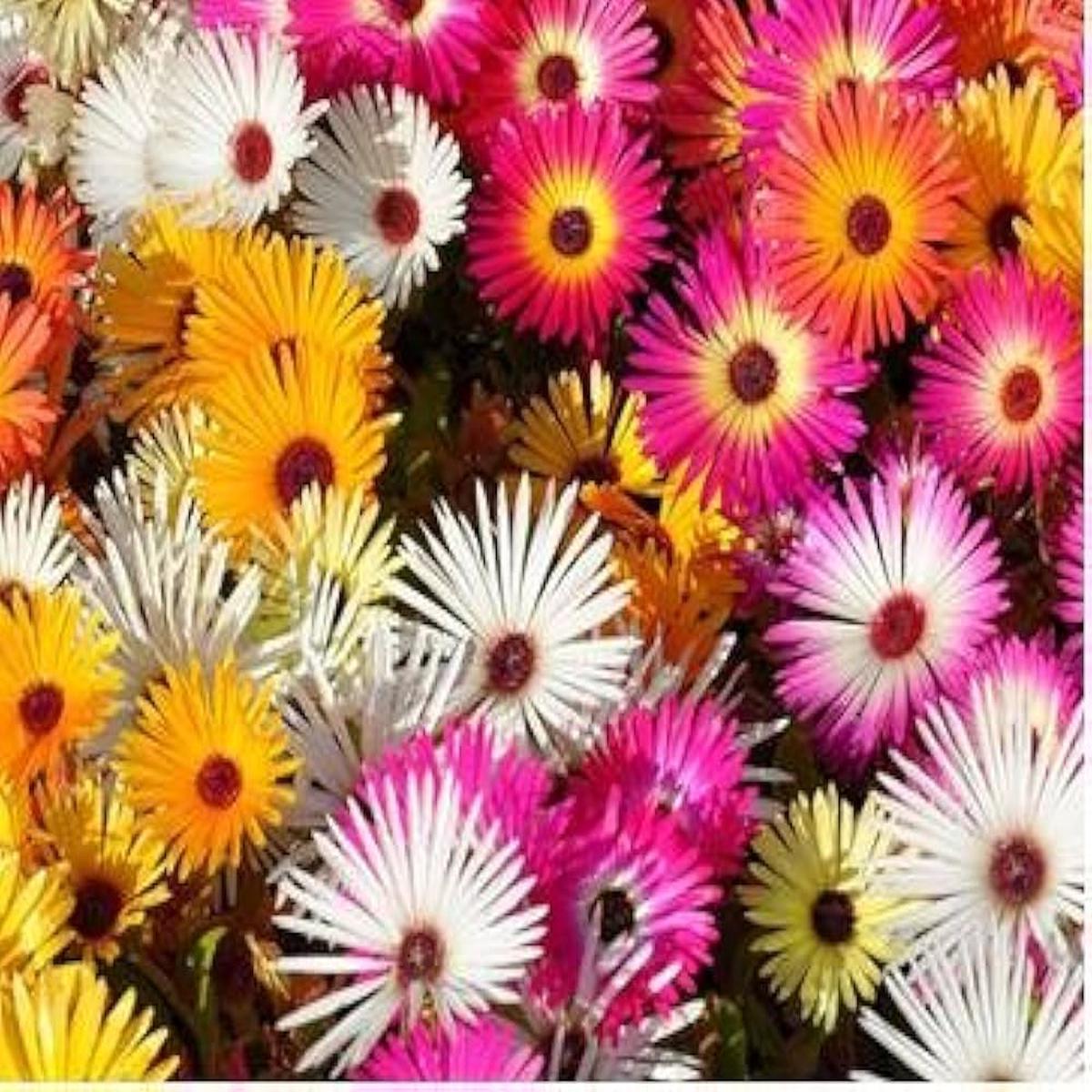 Summer Flower Seeds for Planting High-Yield, Easy-Grow Annual and Perennial Mix