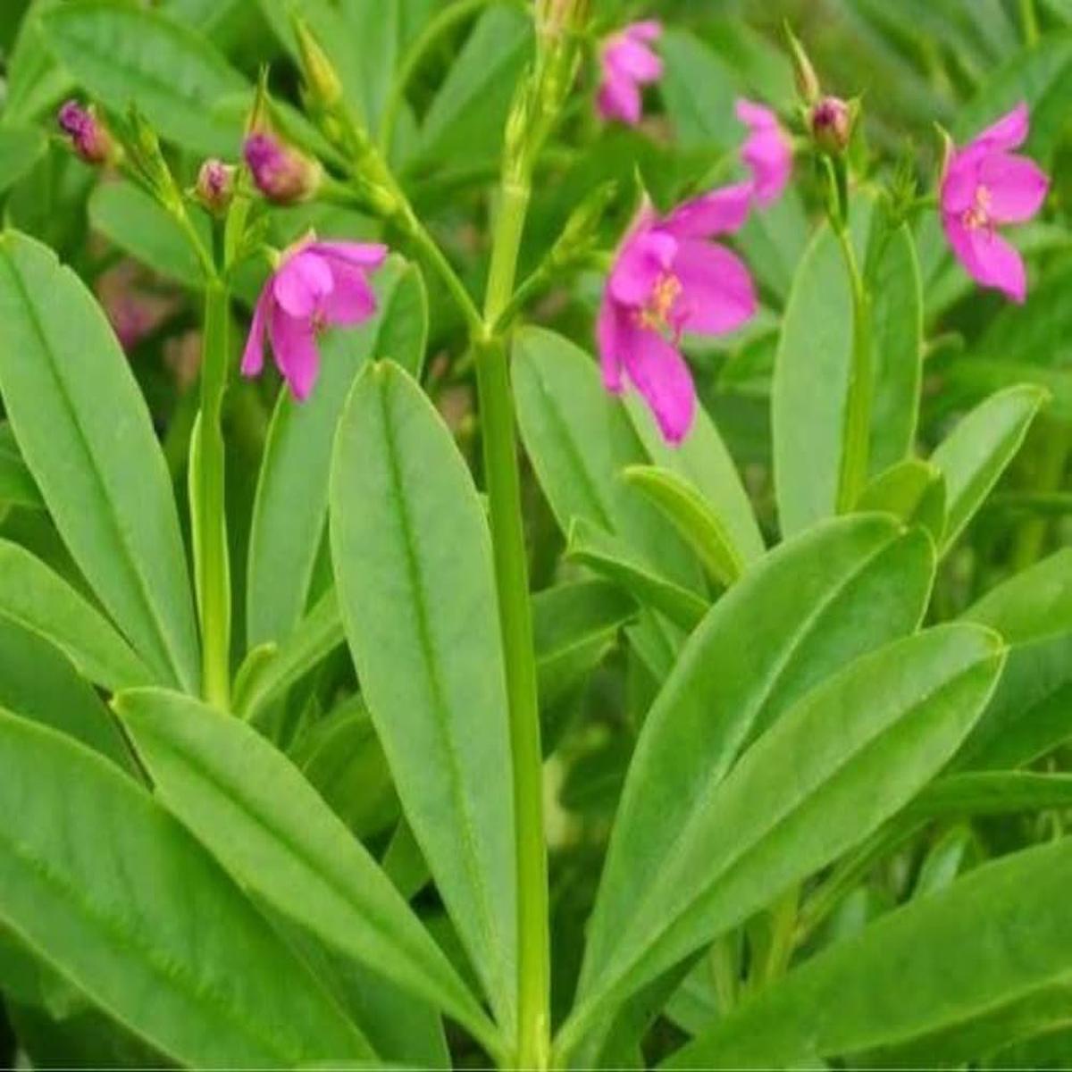 Talinum Paniculatum Flower Seeds for Planting in Flower Bed