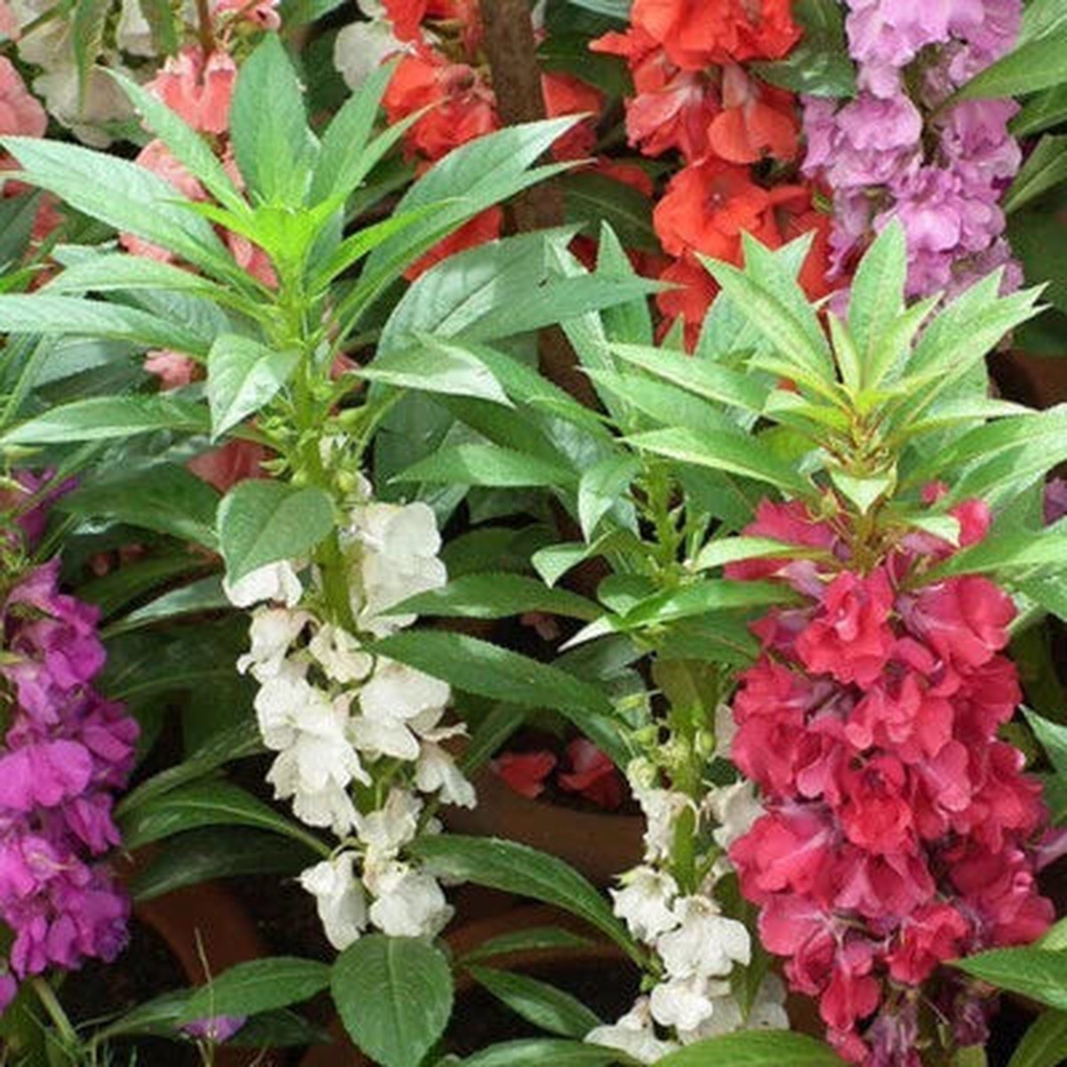 Tom Thumb Impatiens Seeds for Planting Non-GMO Seed Store Heirloom, Easy to Grow, Annual Blooms