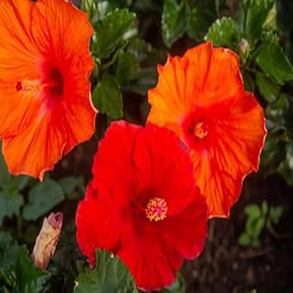 Violet Daffodil Flower Seeds for Planting Heirloom NonGMO Organic Garden Seeds with High Germination Sale