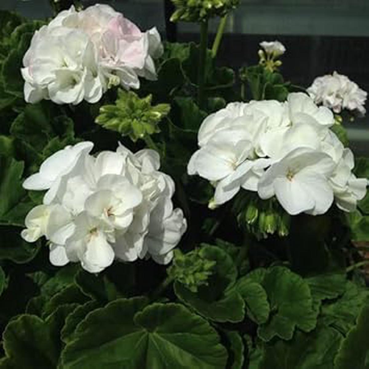 White Geranium Flower Seeds for Planting Heirloom, Non-GMO, High Germination Organic Garden Seeds