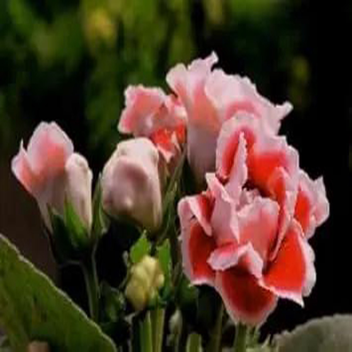White Orange Gloxinia Flower For Planting Non Gmo Flower Seeds for Home Garden Planting, Exotic
