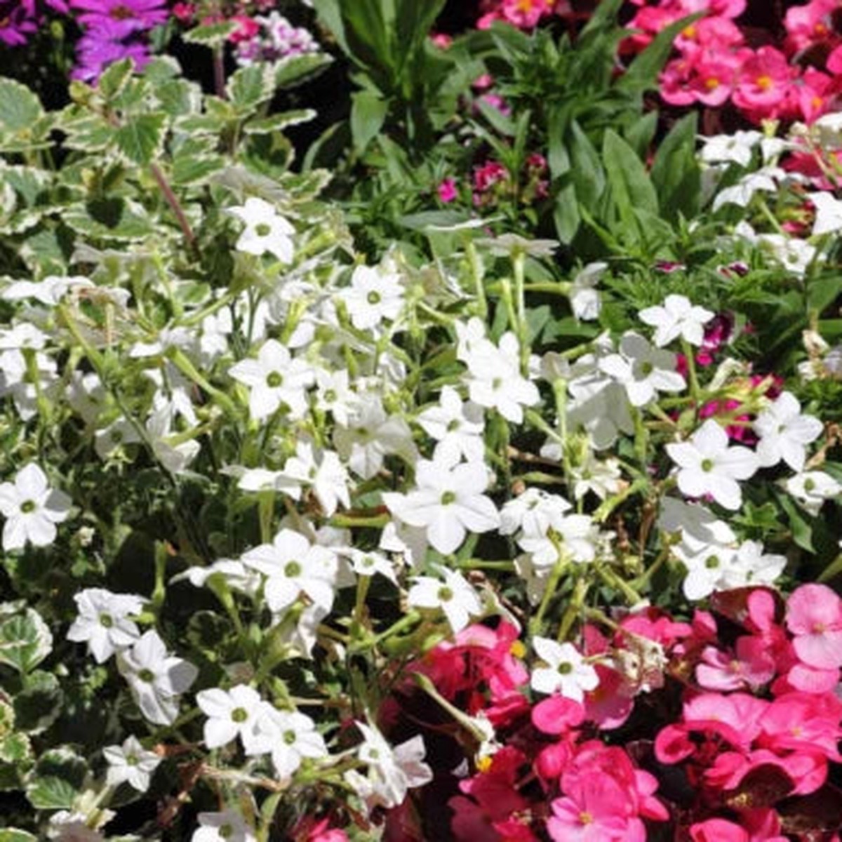 White Tobacco Jasmine Nicotiana Alata Fragrant Night Blooms Non Gmo Heirloom Flower Seeds Home