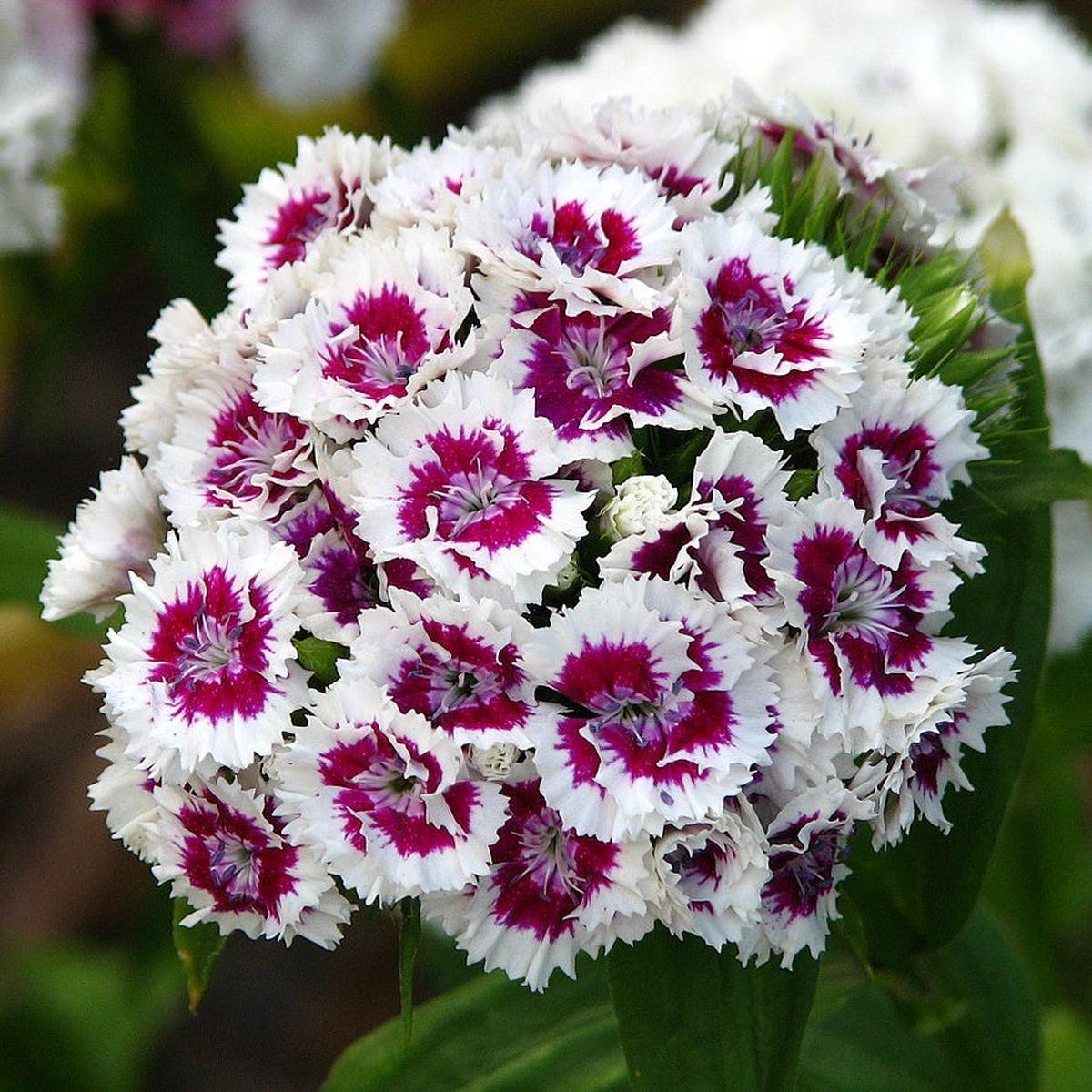 White Violet Dianthus Flower seeds for Planting Perfect for Borders Heirloom & GMO Free Seeds for Home Garden   Sale