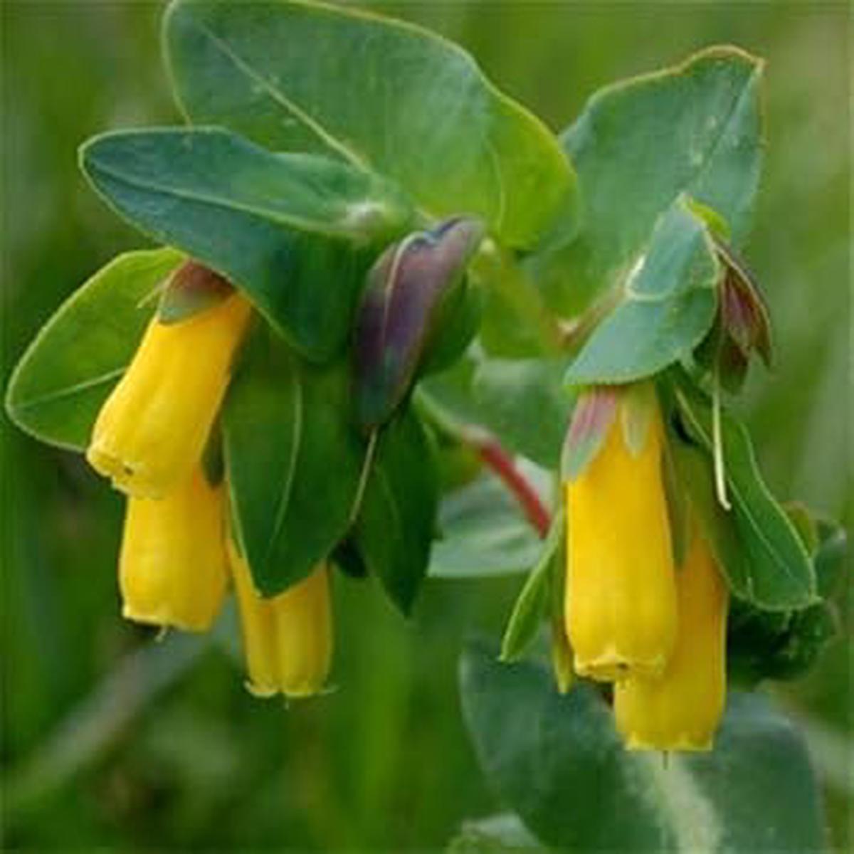 Yellow Cerinthe Flower Seeds for Planting  Organic, Heirloom, Non-GMO Garden Seeds