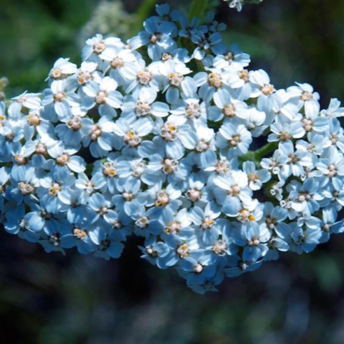Achillea 'Lachmanns Blue' Seeds for Planting Heirloom, Non-GMO, Cool Blue, Perennial
