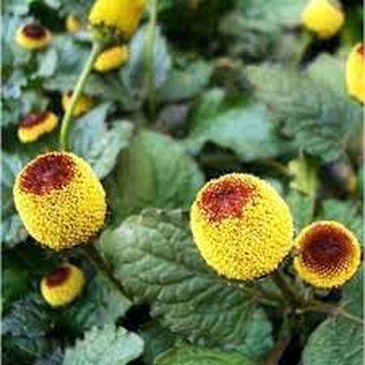 Acmella Flower seeds for Planting - Cut Flower Favorite, Heirloom & GMO Free Seeds for Home Garden