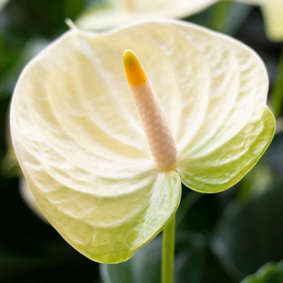 Anthurium Andraeanu Cream Flower Seeds for Planting  Heirloom, Non-GMO, High Germination Seeds