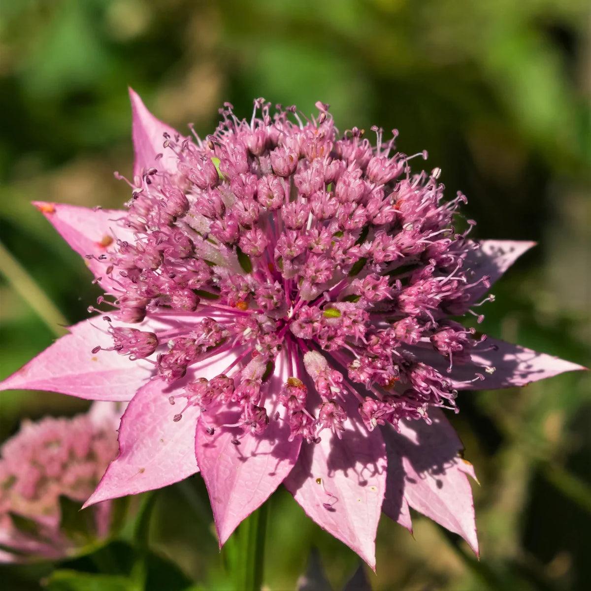 Astrantia Pincushion Flower seeds for Planting Perfect for Borders Heirloom & GMO Free Seeds for Home Garden