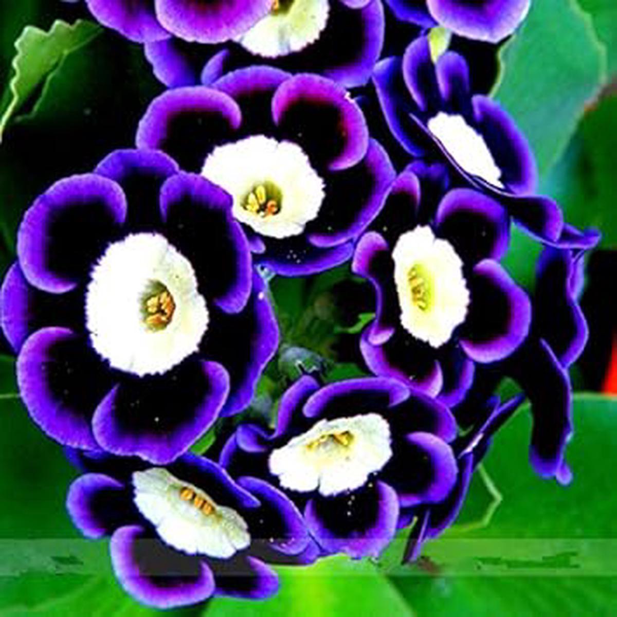 Blue Black Phantom Seeds for Planting Organic, Heirloom, Non-GMO Flower Seeds