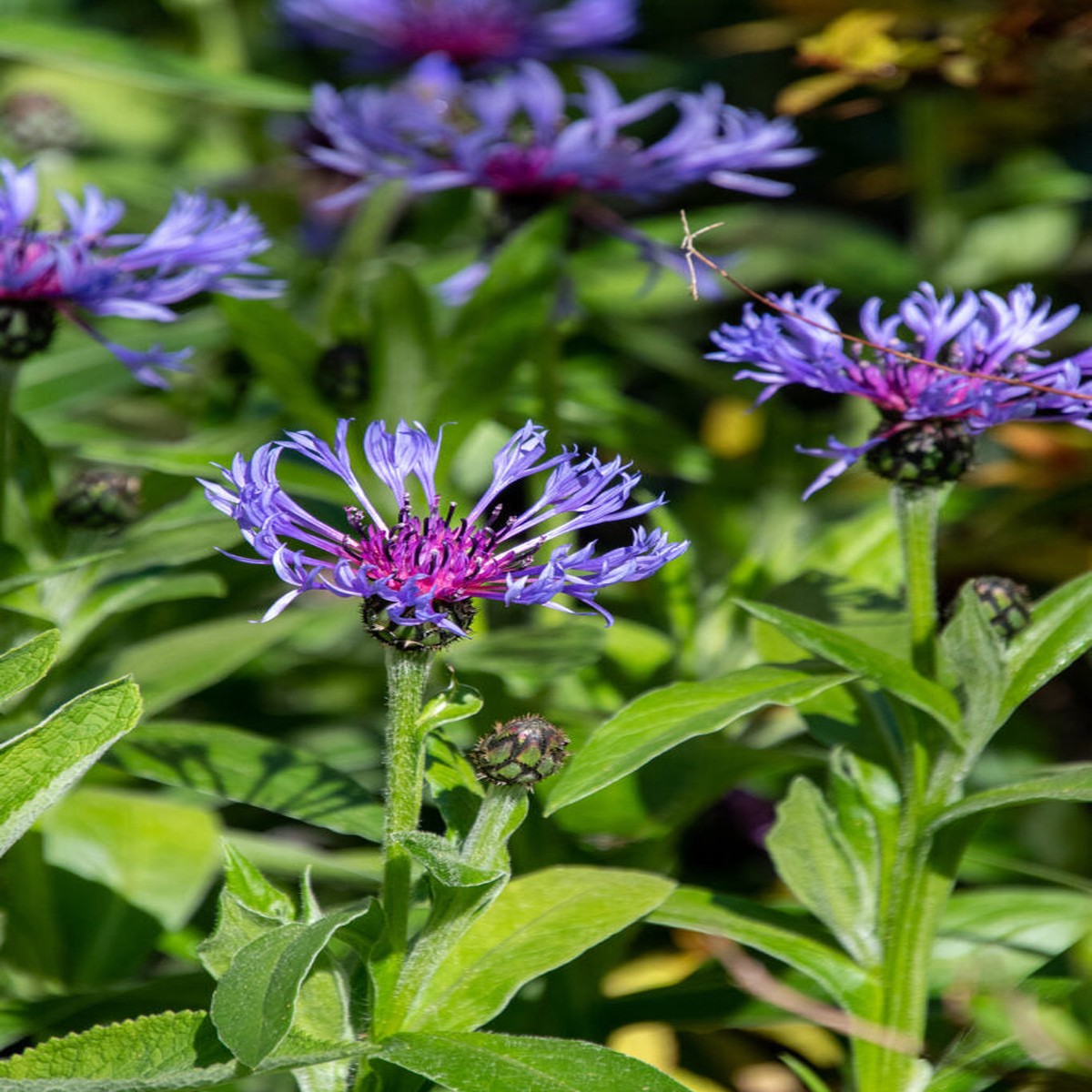 Blue Centaurea Montana Flower For Planting Non Gmo Flower Seeds for Home Garden Planting, Vibrant