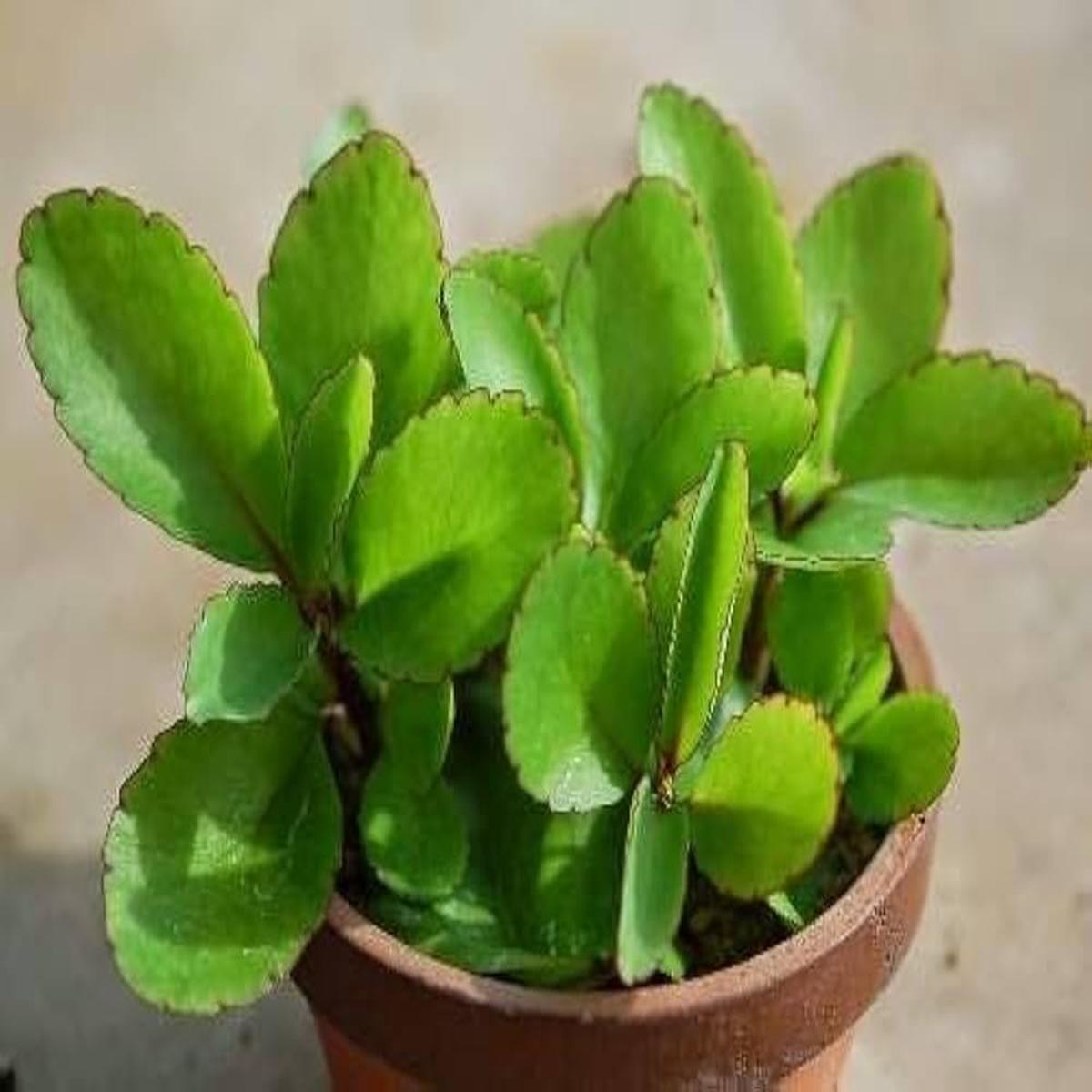 Bryophyllum Pinnatum Plant Seeds for Planting | Heirloom Non-GMO High Germination Organic Garden Seeds
