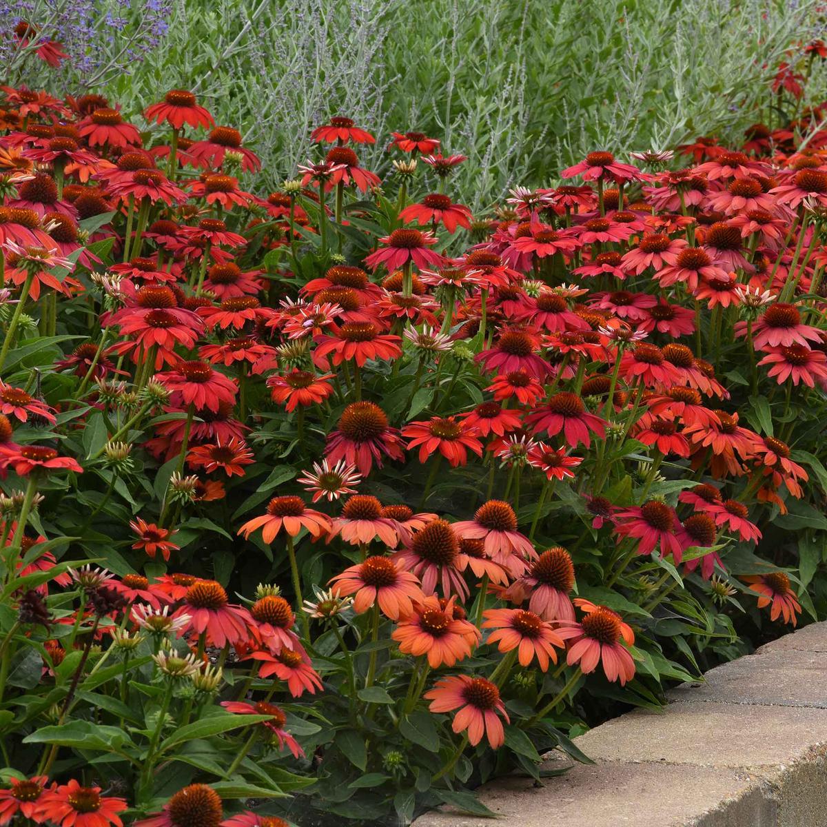 Bulk Coneflower Seeds - Artisan Red Ombre