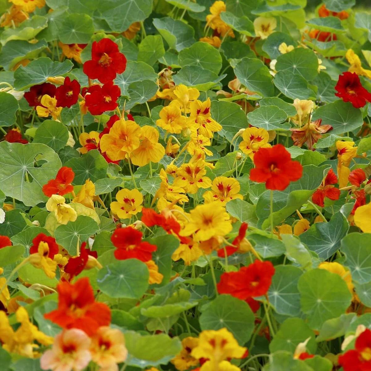 Capuchina Flower seeds for Planting - Perfect for Borders, Heirloom & GMO Free Seeds for Home Garden