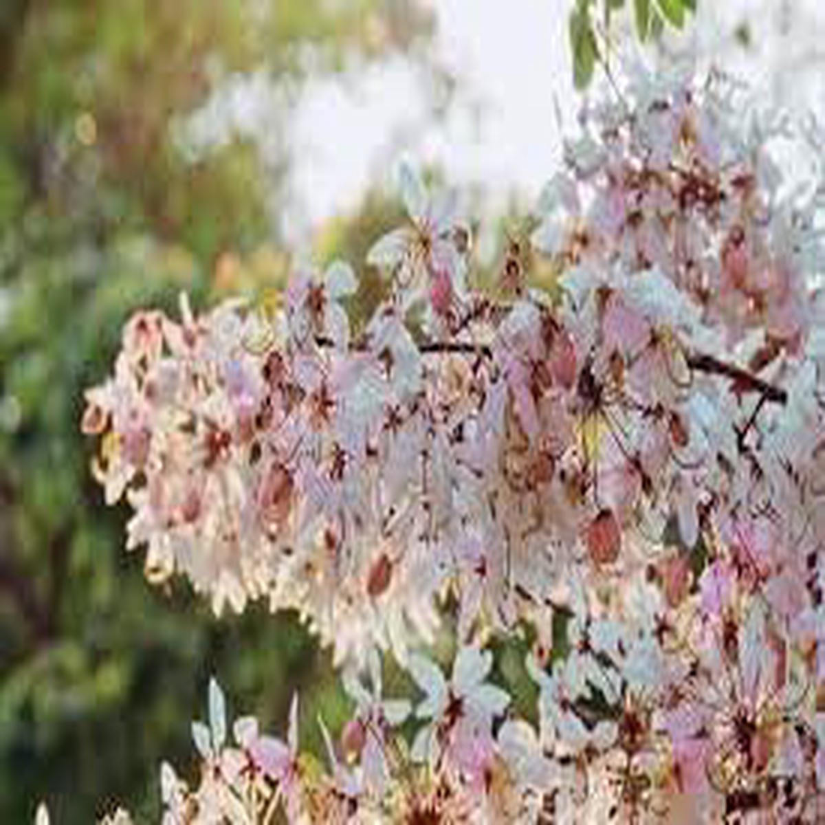 Cassia Flower Seeds for Planting, Heirloom, Non-GMO, 100