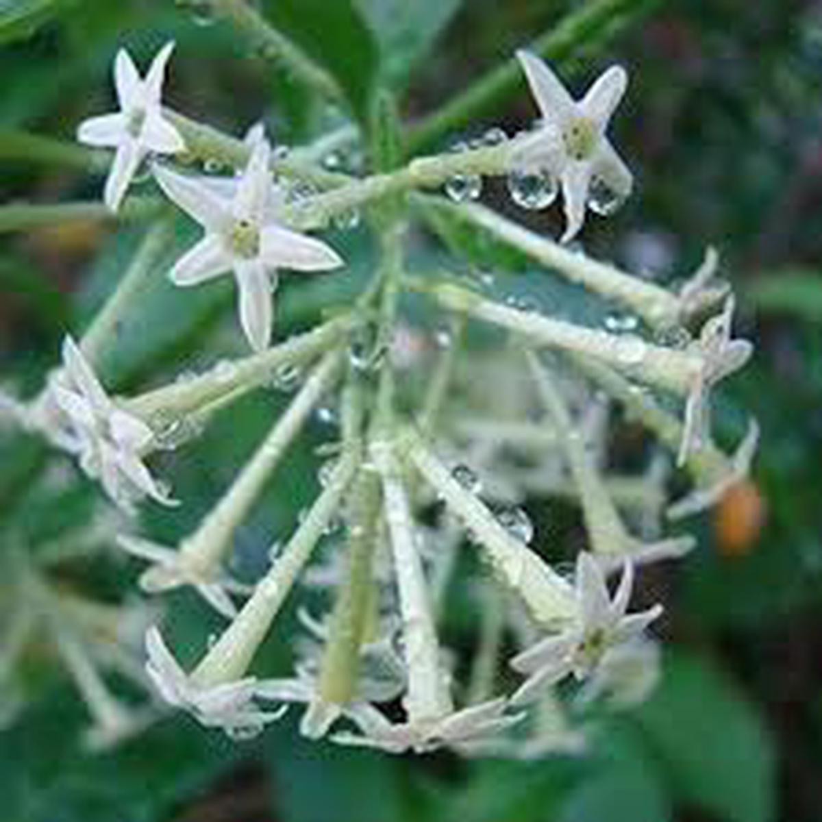Cestrum Flower Seeds for Planting Garden Favorite, Heirloom, Non-GMO, High Germination, Organic Garden Seeds