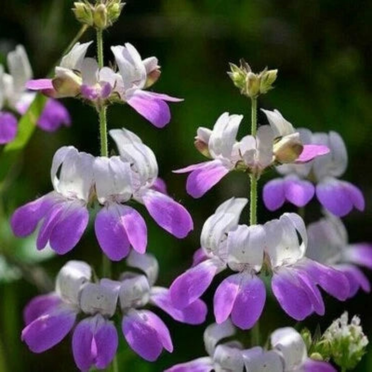 CHINESE HOUSES FLOWER SEEDS annual GARDEN bees BUTTERFLIES Heirloom, Non-GMO