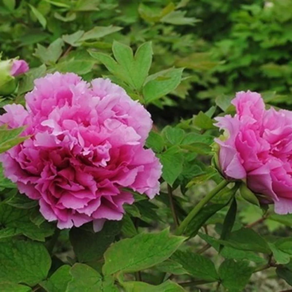 Chinese Peony Paeonia lactiflora Seeds for Planting - Perfect for Flower Bed & Garden