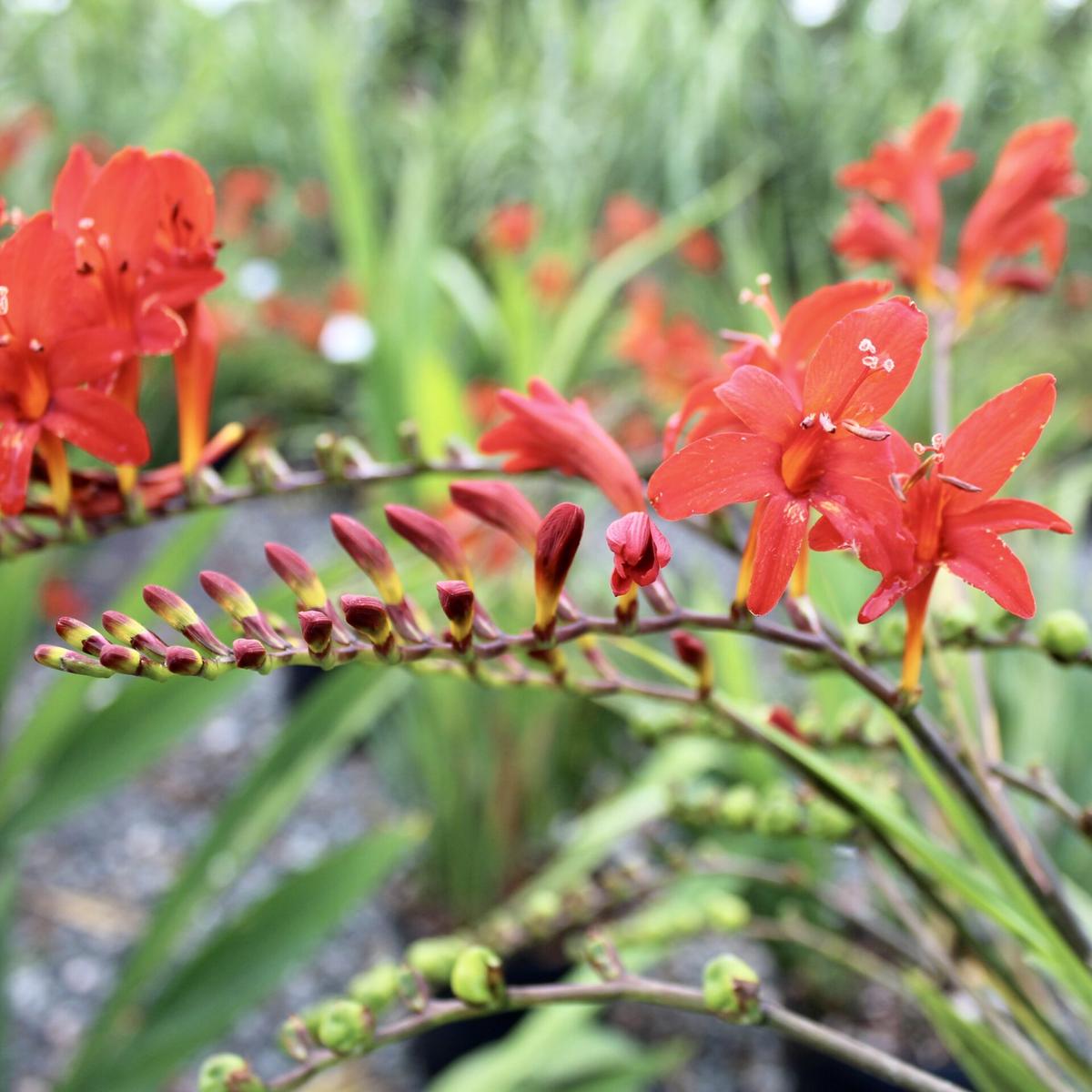 Crocosmia Montbretia Flower Seeds for Planting Heirloom, Non-GMO, Vibrant Colors Organic Garden Seeds