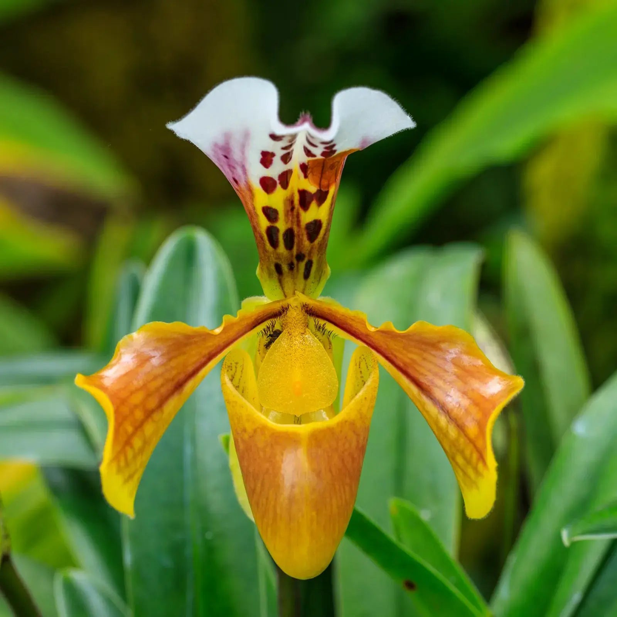 Cypripedium calceolus or Yellow Ladys Slipper Flower Seeds for Planting - Heirloom & Non-GMO Garden Seeds