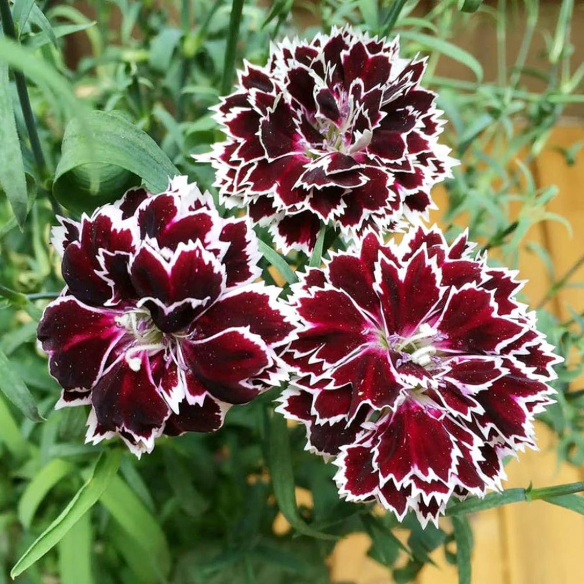 Dianthus 'Black and White Minstrels' Flower Seeds for Planting Heirloom, Non-GMO, Easy to Grow, Perennial