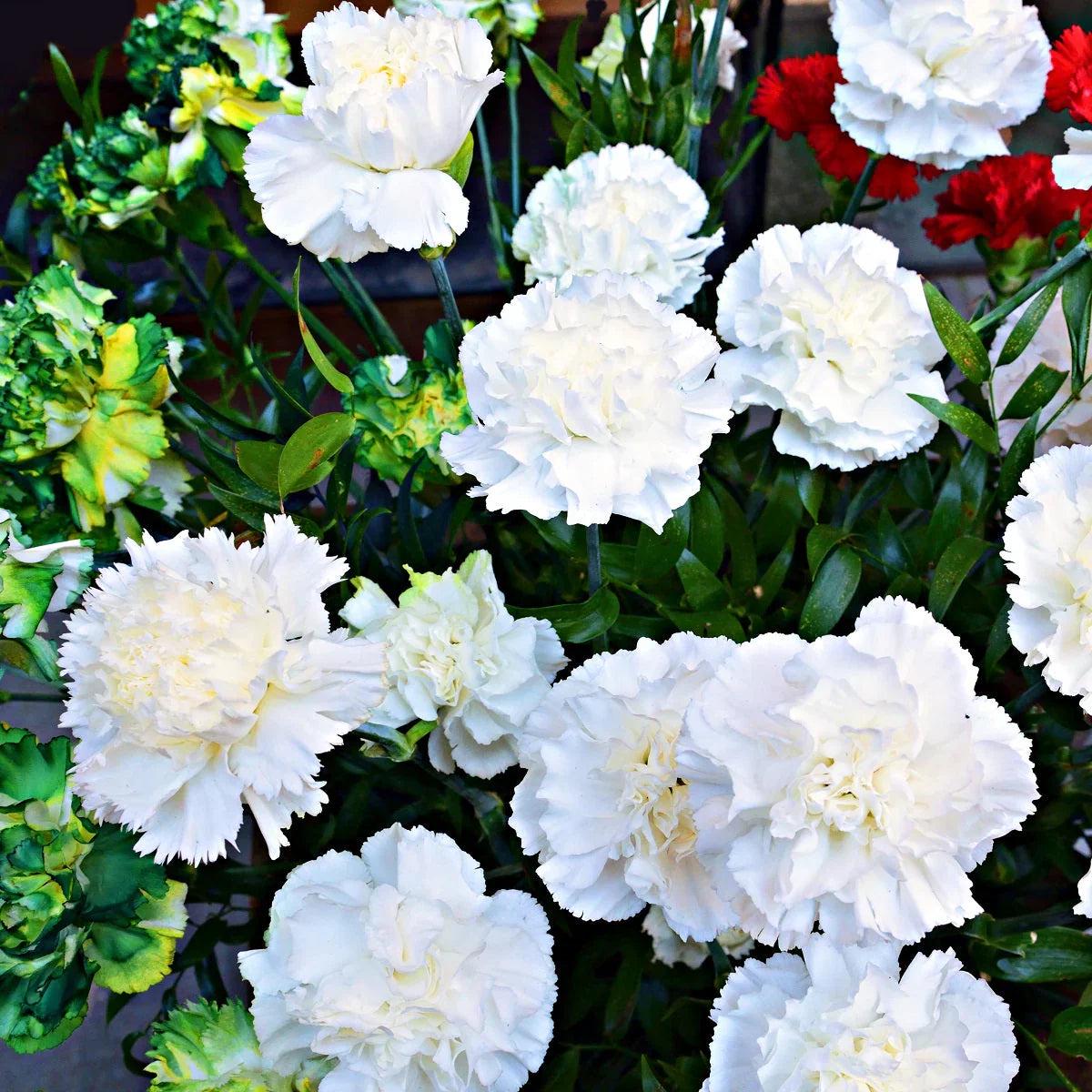 Dianthus Carnation Flower seeds for Planting Garden Favorite Heirloom & GMO Free Seeds for Home Garden