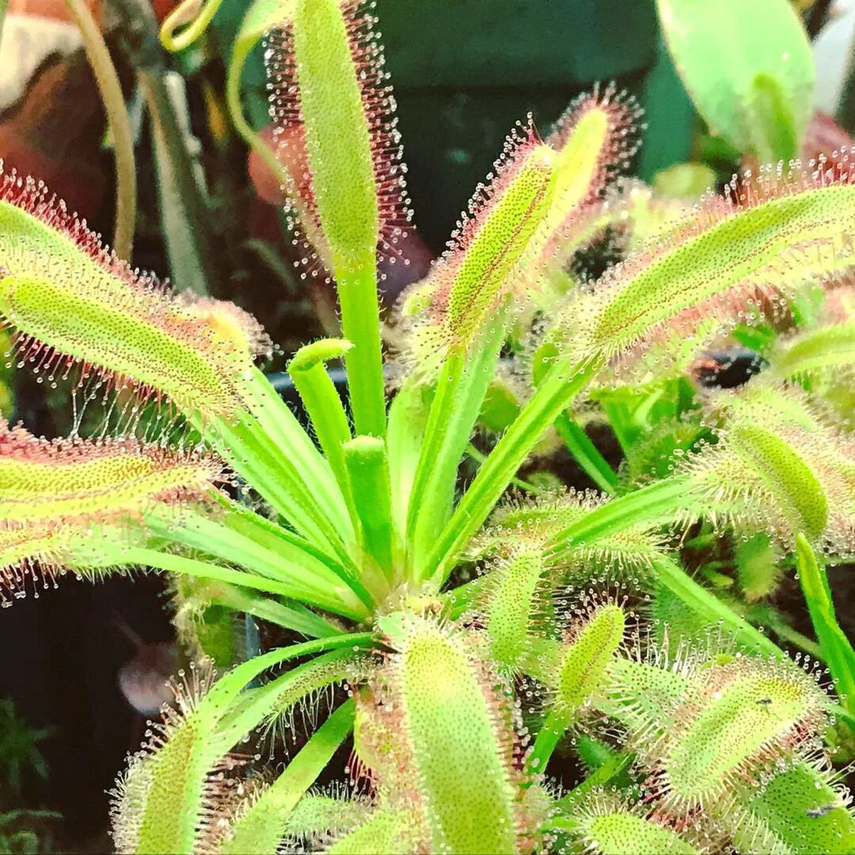Drosera Capensis Cape Sundew Heirloom Non Gmo Flower Seeds Home Garden Planting, Blooming