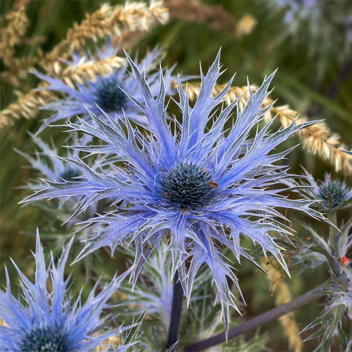 Eryngium Flower Seeds for Planting | Heirloom Non-GMO High Germination Organic Garden Seeds