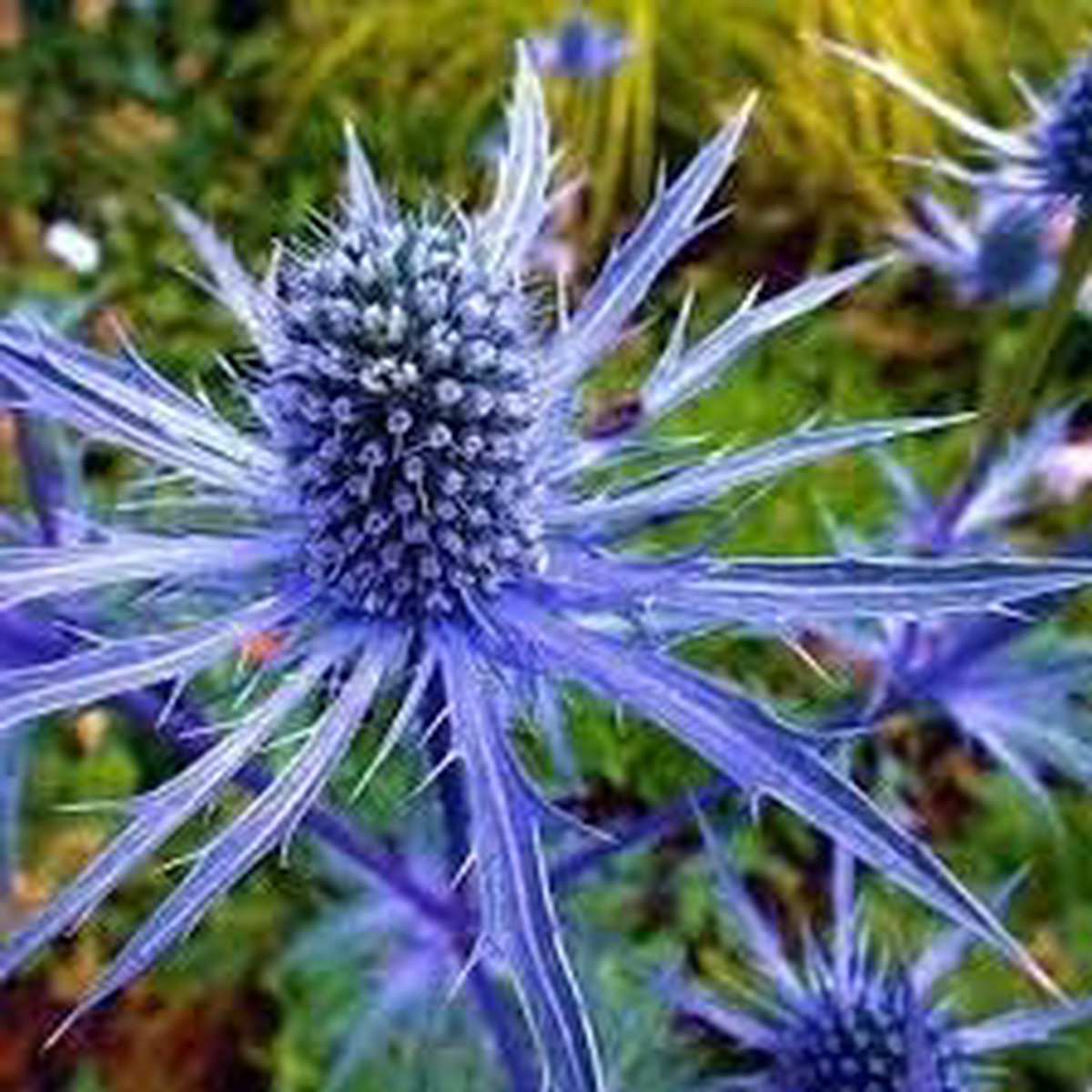 Eryngium Planum Flower seeds for Planting Cut Flower Favorite Heirloom & GMO Free Seeds for Home Garden
