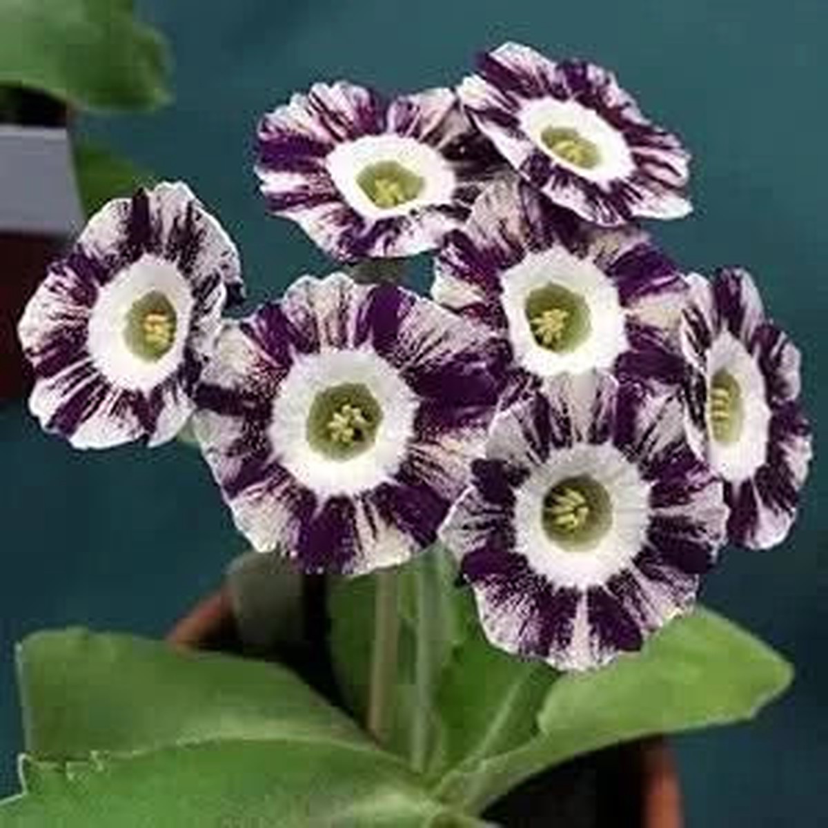 European Primula Acaulis Flower For Home Garden Flower Seeds for Home Garden Planting, Exotic