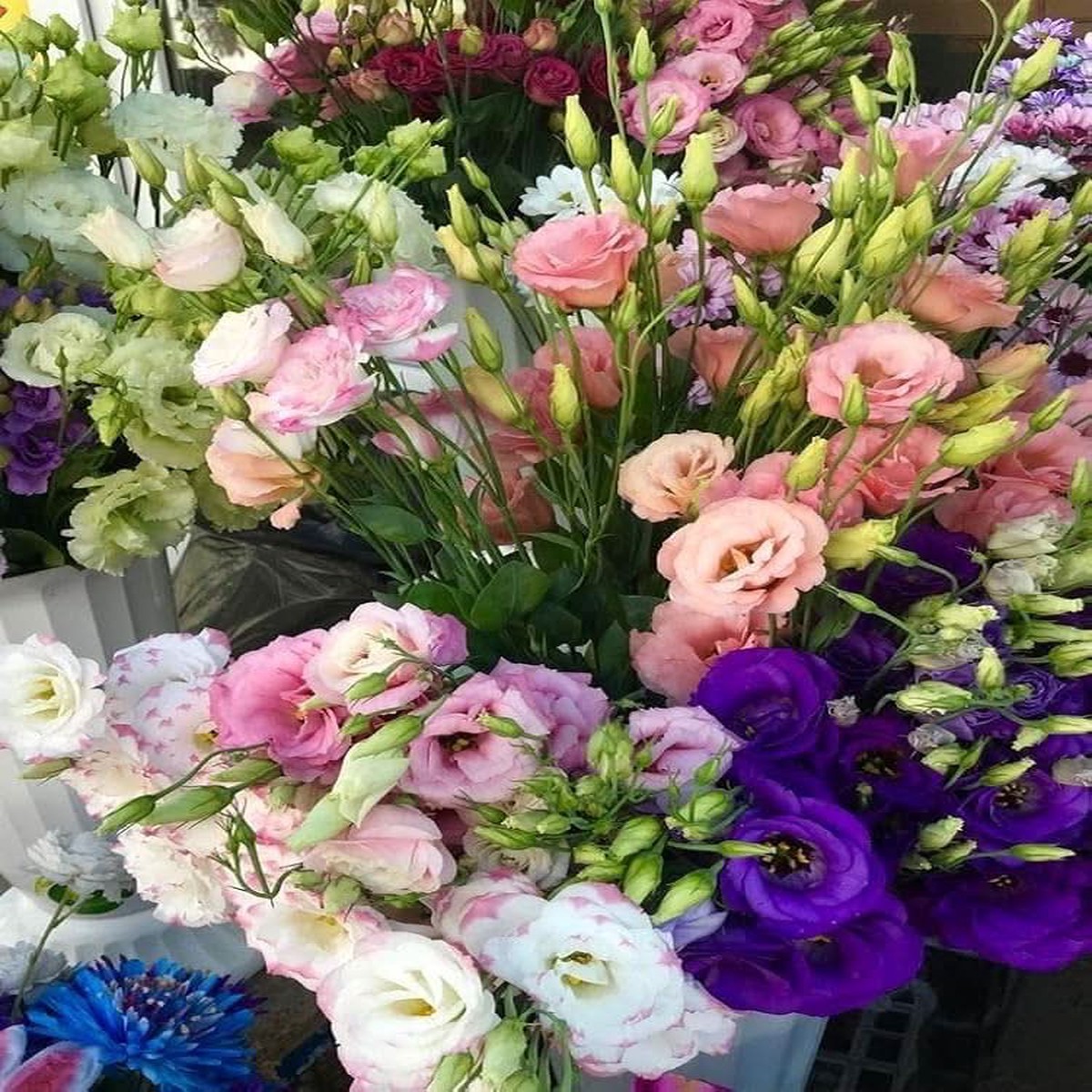 Eustoma Grandiflorum Lisianthus Flower For Home And Garden Planting Flower Seeds for Home Garden