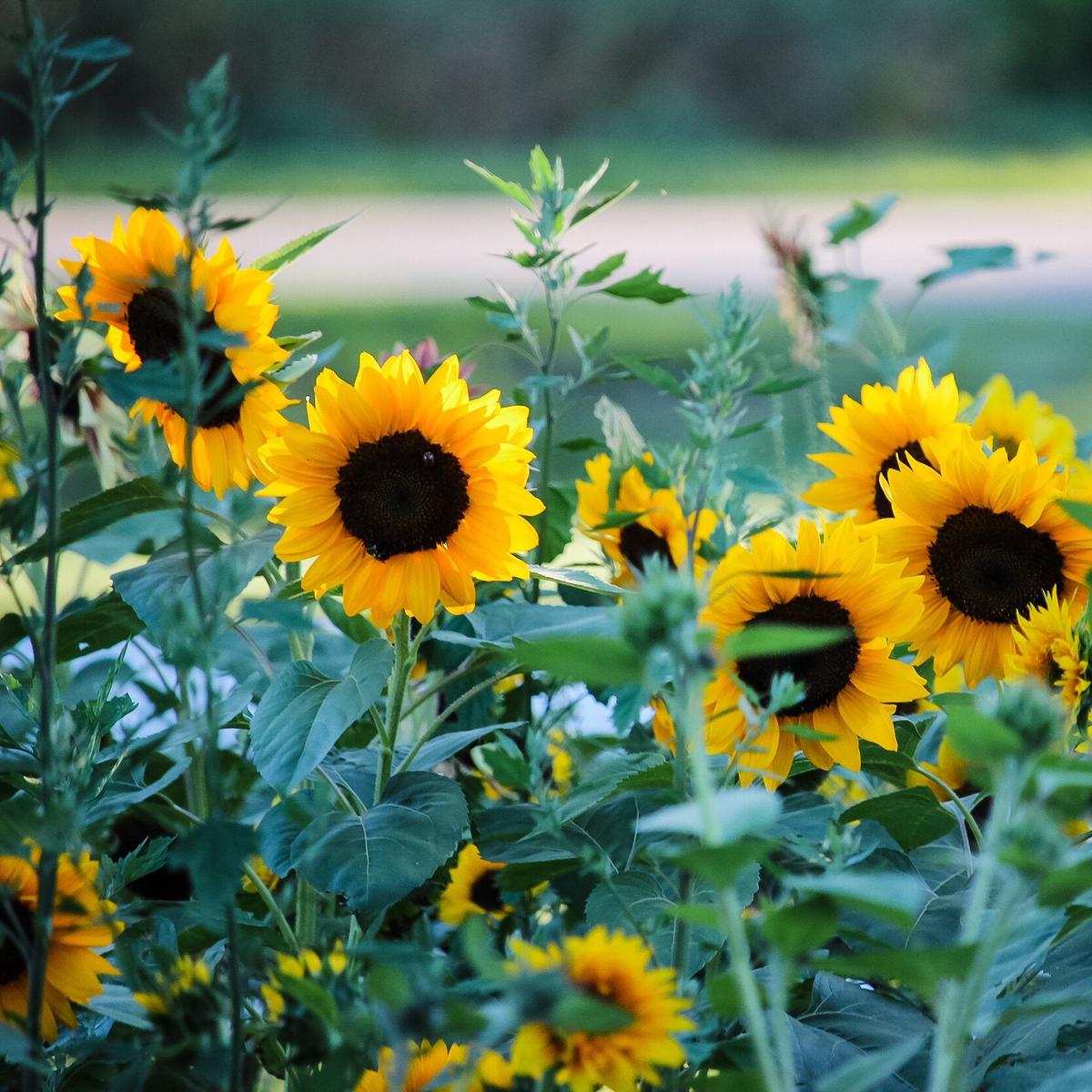Evening Colors Sunflower Seeds for Planting Heirloom, Non-GMO, Easy to Grow, Annual