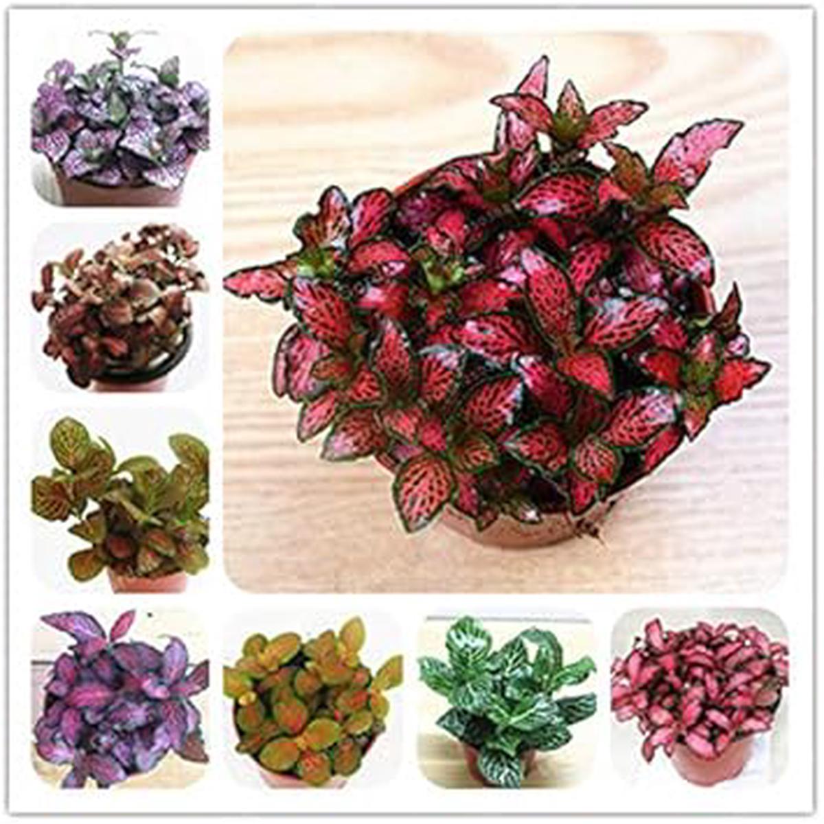 Fittonia Multi-Colour Plant Seeds for Planting  Heirloom & Non-GMO Indoor Garden Seeds