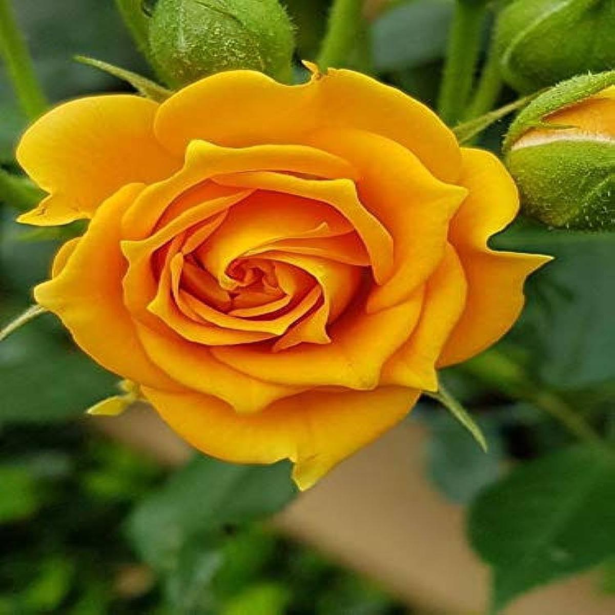Gold Rose Flower Seeds for Planting