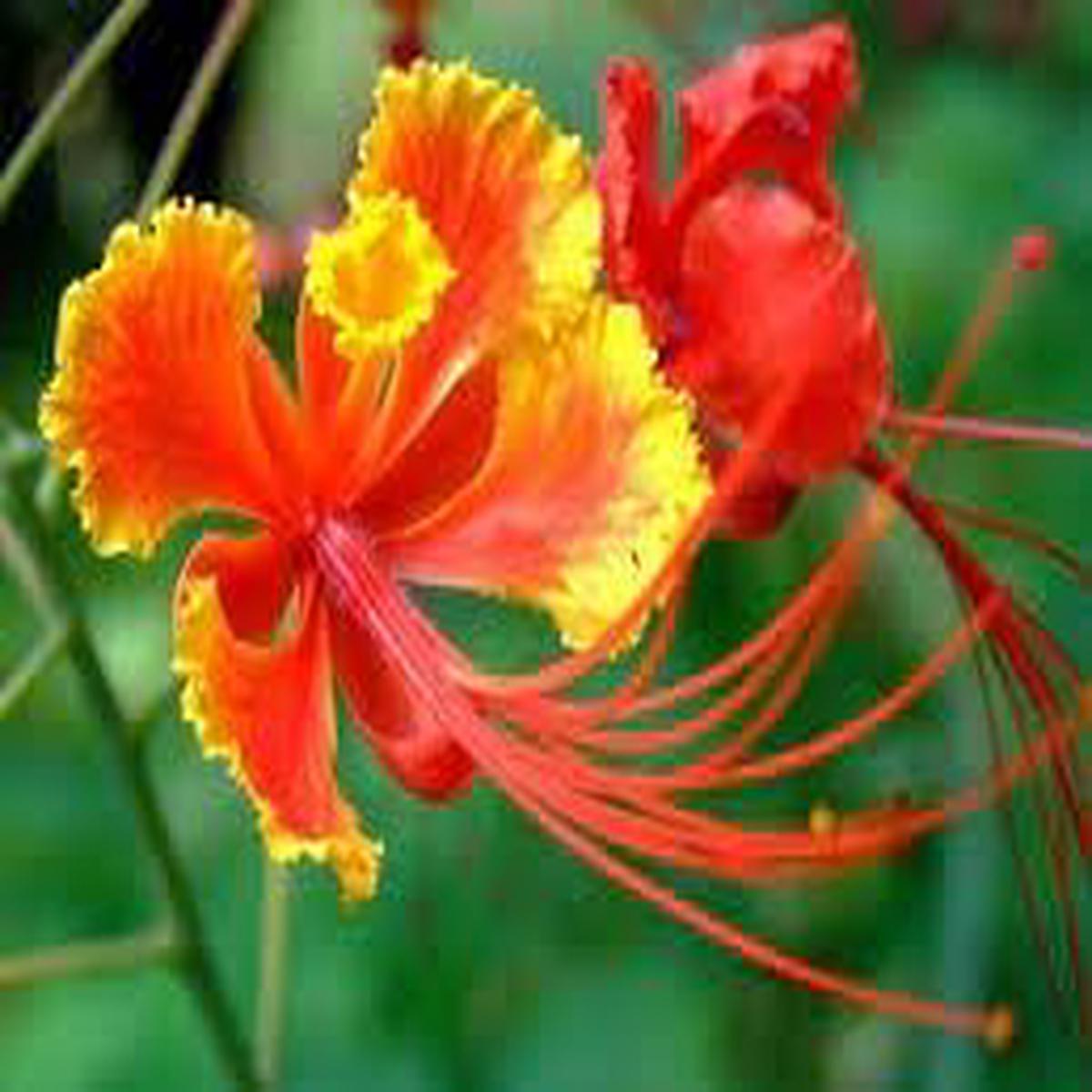 Heirloom Barbados Flower Seeds for Garden Planting, Non-GMO, Tropical Blooms for Vibrant Landscapes