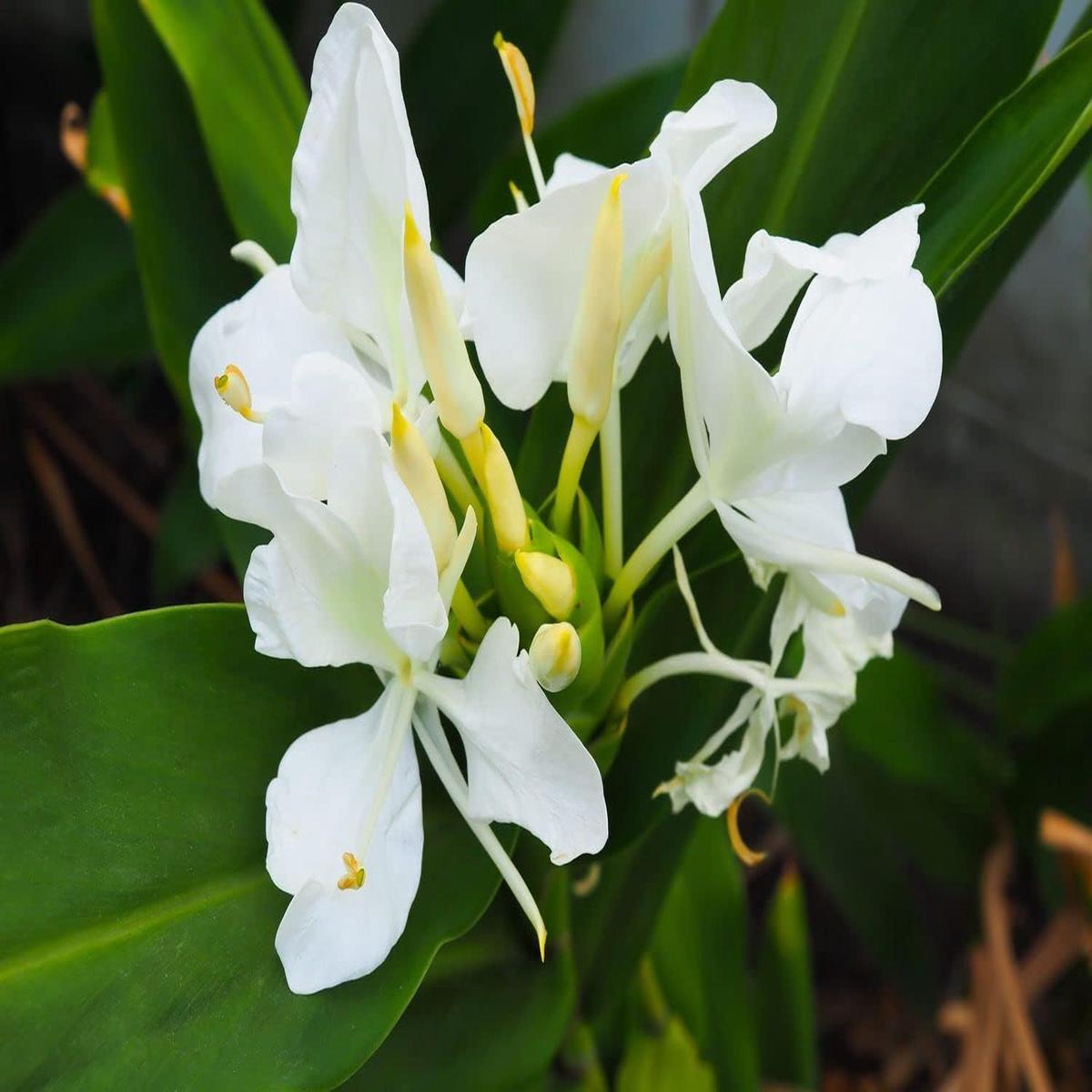 Heirloom Hedychium Coronarium Flower Seeds for Planting  Premium Quality, Non-GMO, High Germination Organic Seeds
