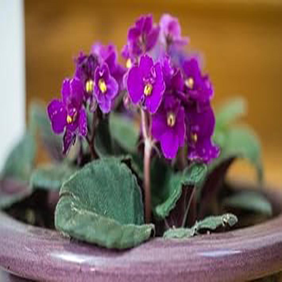 Heirloom Non-GMO African Violet Flower Seeds for Planting  Indoor Blooming Variety