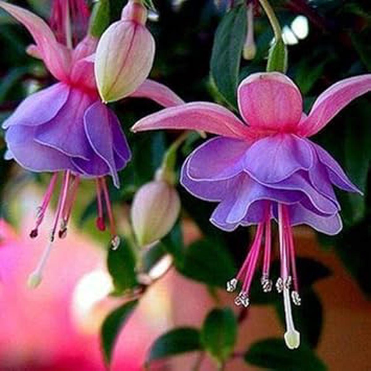 Heirloom Non-GMO Double Petals Fuchsia Light Violet Flower Seeds for Planting High Germination Organic Seeds