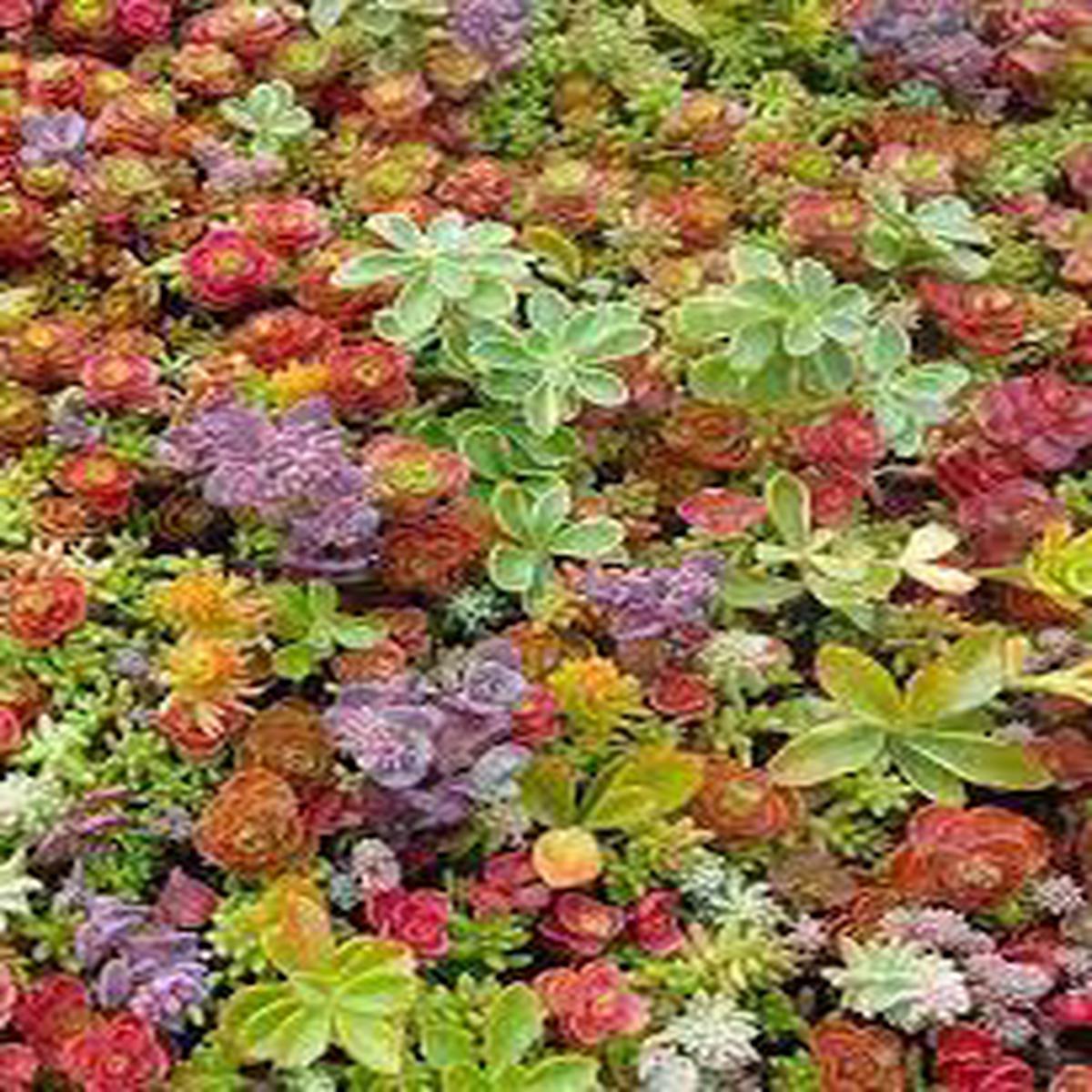 Heirloom Non-GMO Mixed Sedum Flower Seeds for Planting ?? Colorful Ground Cover Blooming Seeds