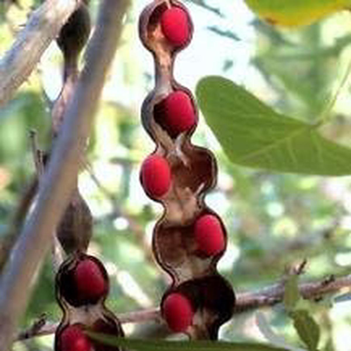 Heirloom Non-GMO Red Sophora Flower Seeds for Stunning Ornamental Garden Planting