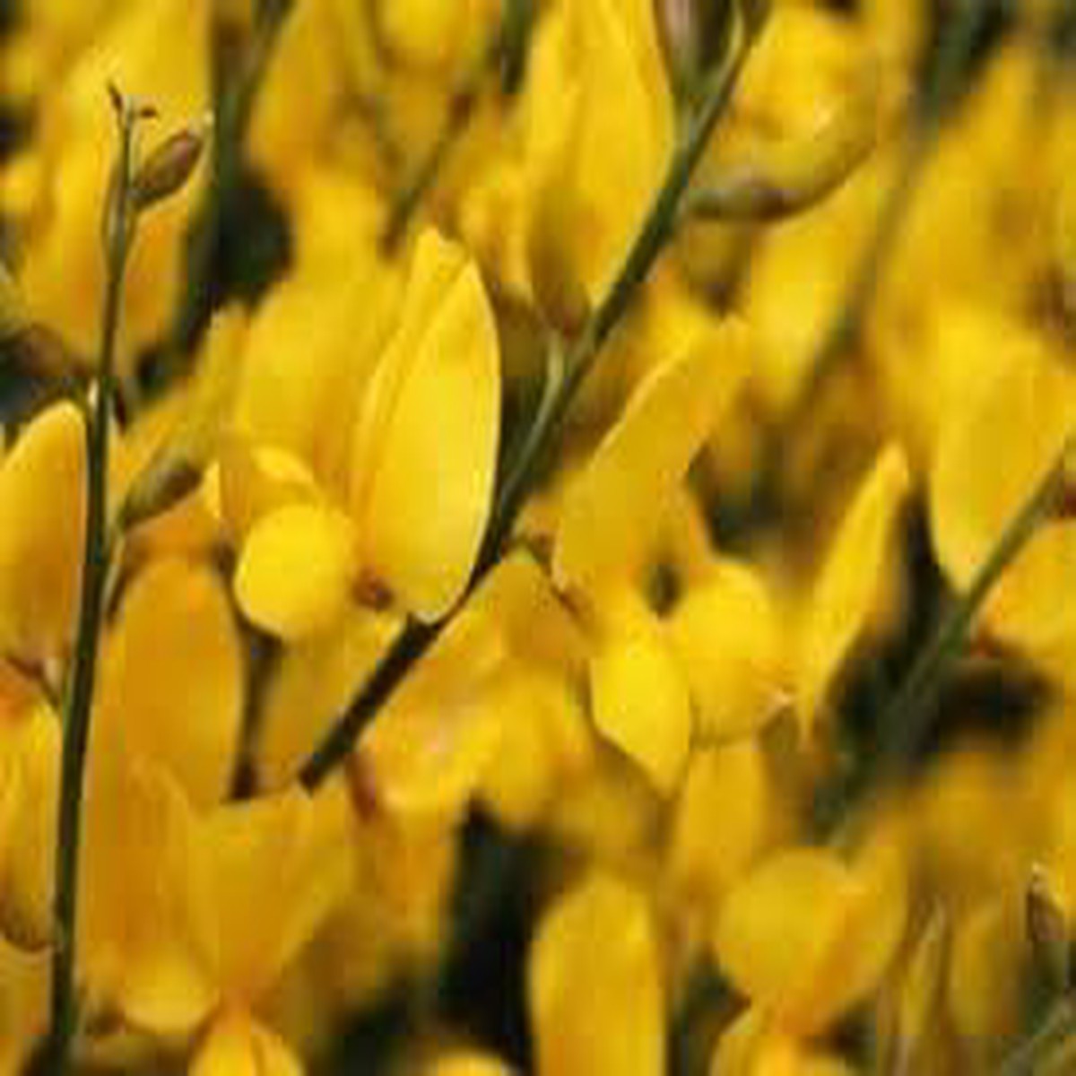 Heirloom Non-GMO Spartium Plant Seeds for Planting Bright Yellow Blooms for Drought-Resistant Gardens