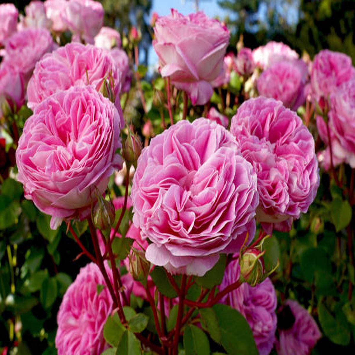 Heirloom Rose Bonsai Flower Seeds for Planting Non-GMO Garden Seeds for Mini Blooms, High Germination