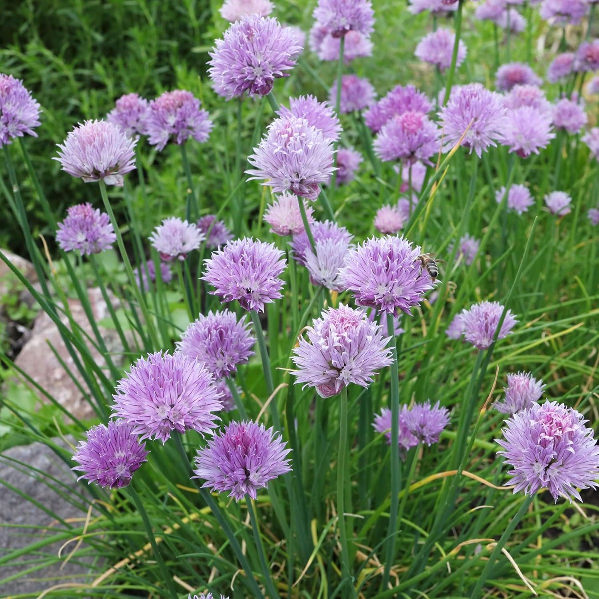 Heirloom Schoenoprasum Flower Seeds, Non-GMO Chive Herb Blooms for Culinary and Garden Planting