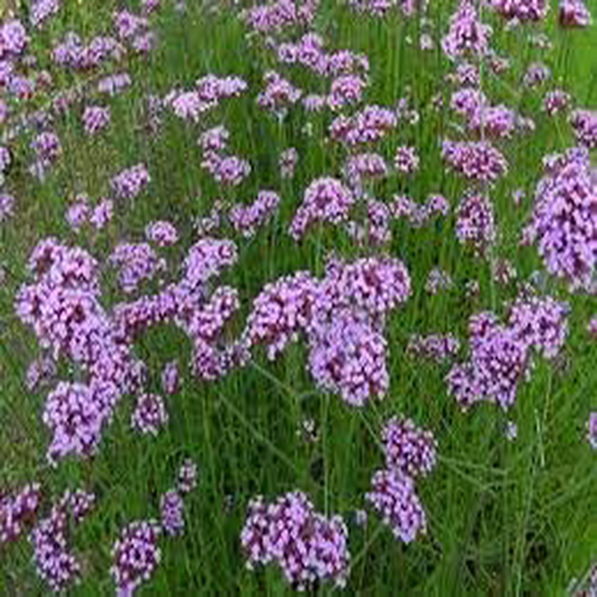 Heirloom Verbena Flower seeds for Planting Low Maintenance Heirloom & GMO Free Seeds for Home Garden