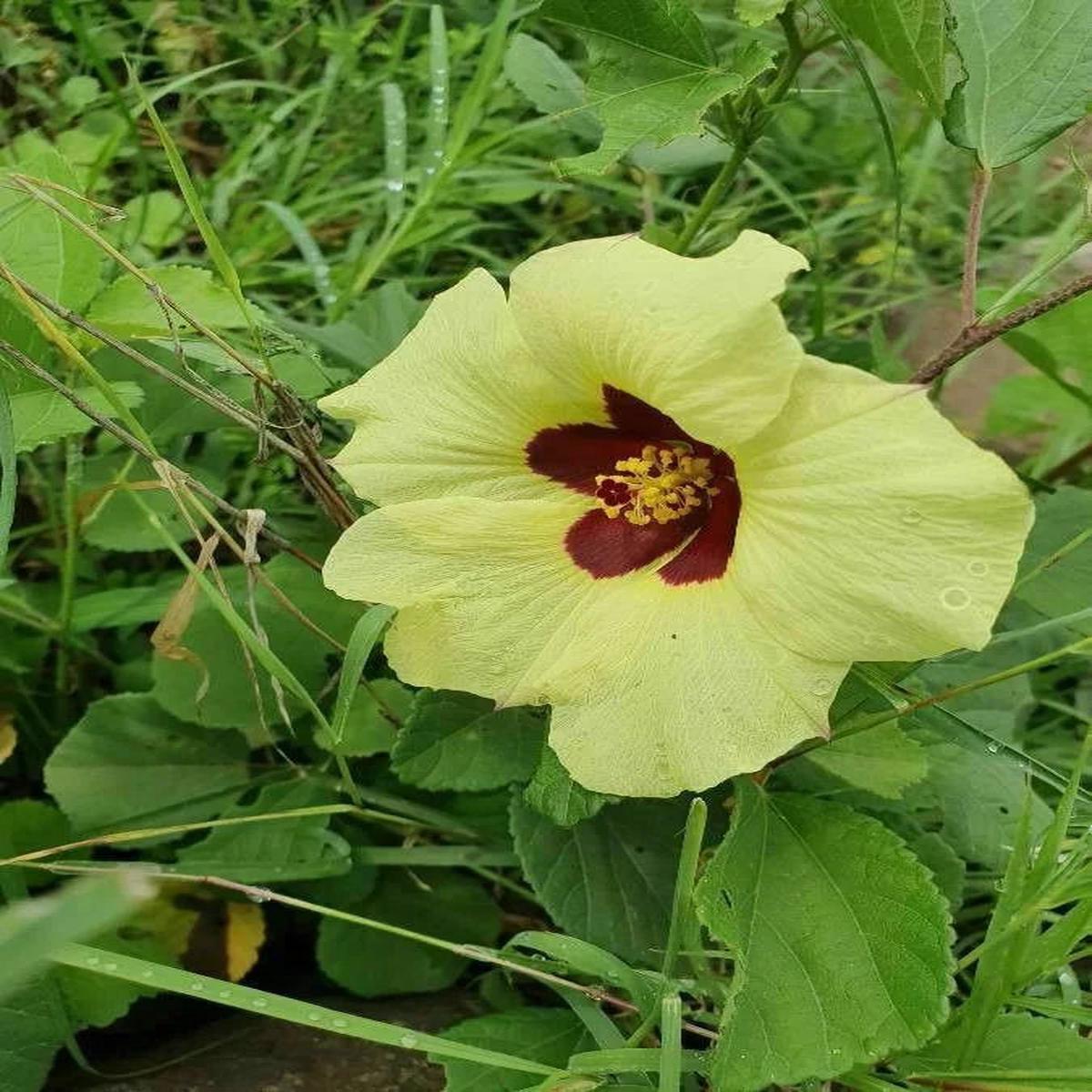 Hibiscus Vitifolius Flower seeds for Planting Bright Blooms Heirloom & GMO Free Seeds for Home Garden