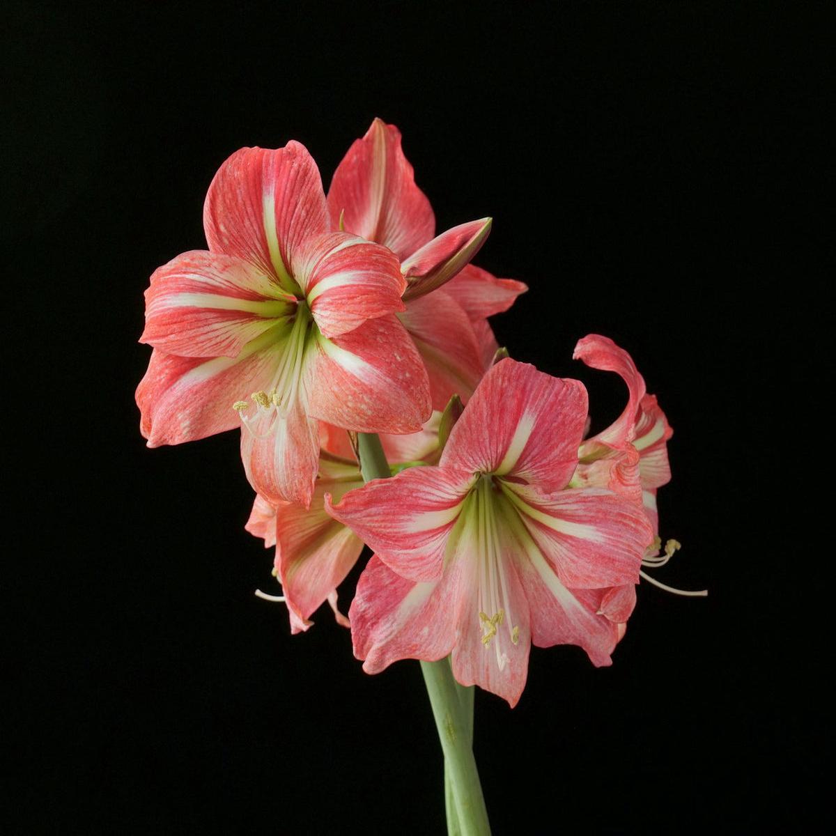 Hippeastrum Flower seeds for Planting Compact Growth Heirloom & GMO Free Seeds for Home Garden Sale